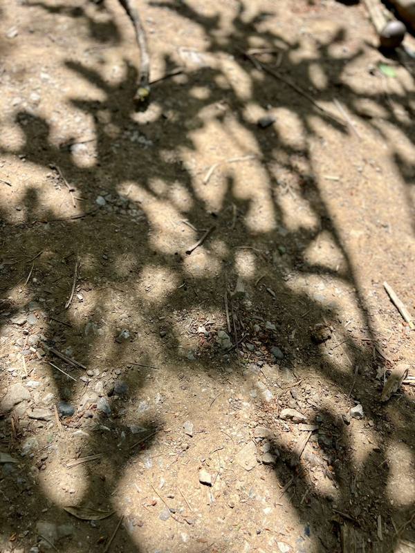 Shadow
