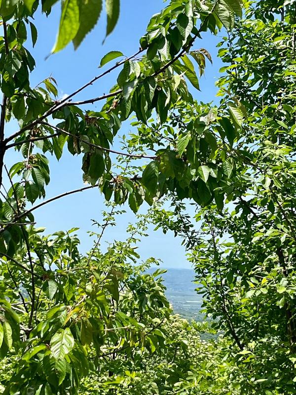 Green leaves