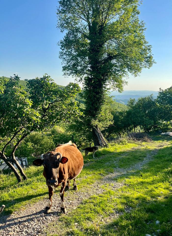 Cow